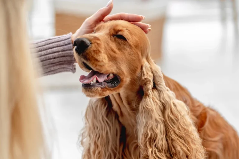 grooming drying box