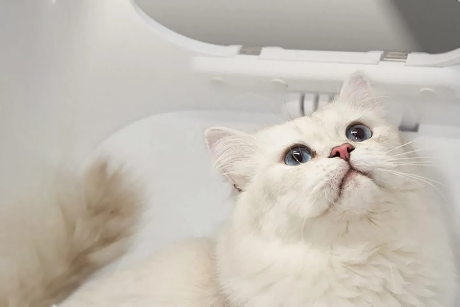 drying box cat