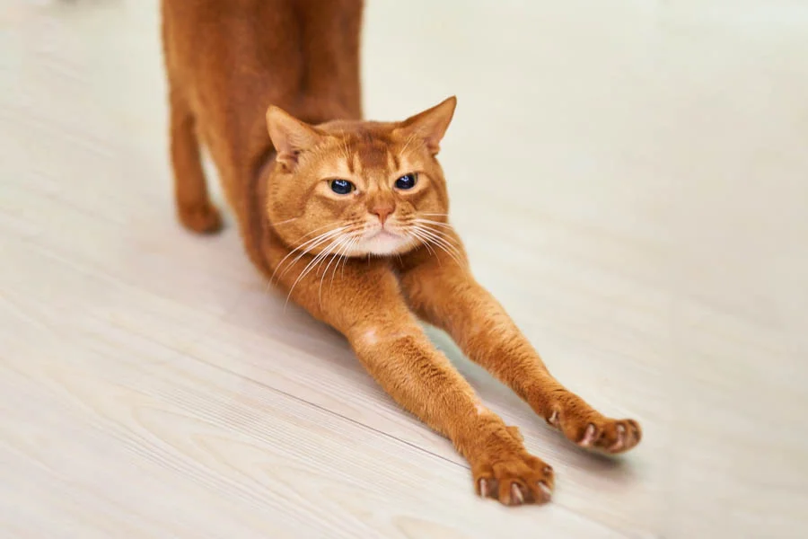 automatic pet drying box