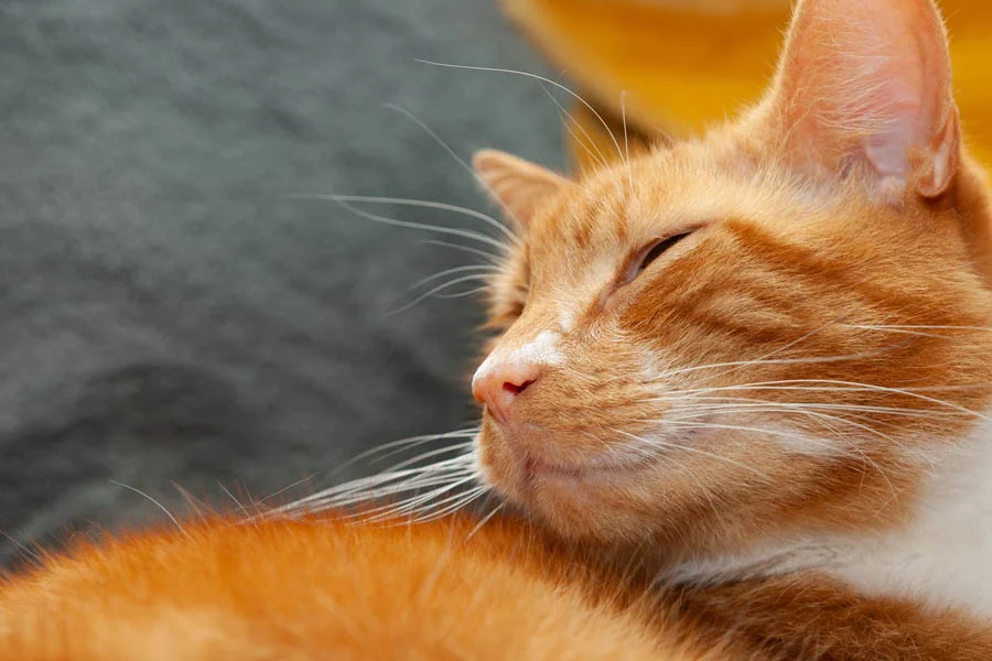 dog grooming drying box