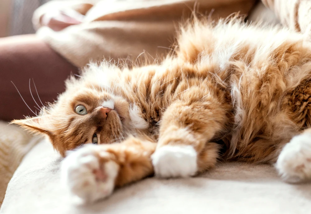 best camera to watch pets